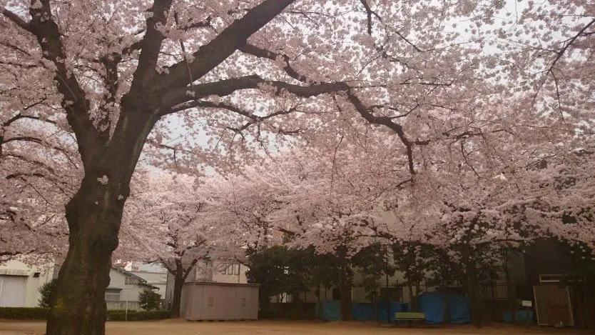 桜の木